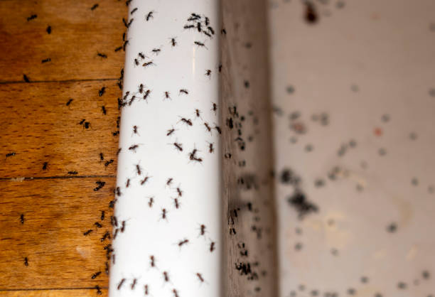 Best Affordable Pest Control Services  in Fultonde, AL